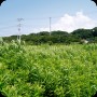 緑と赤と水色 (2pics)