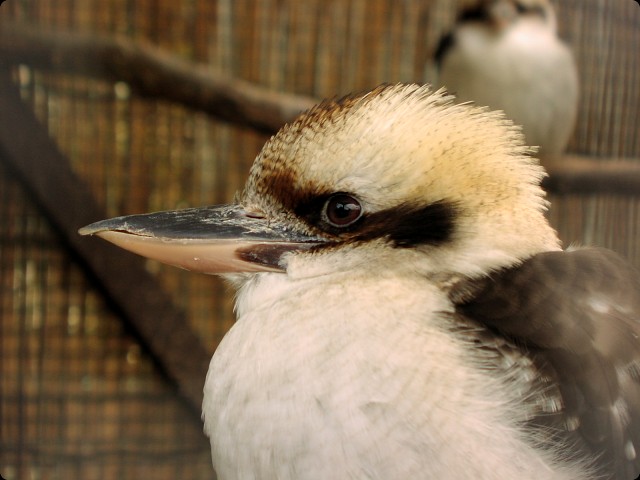 動物園 - ワライカワセミ