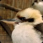 動物園 - ワライカワセミ - (1pic)