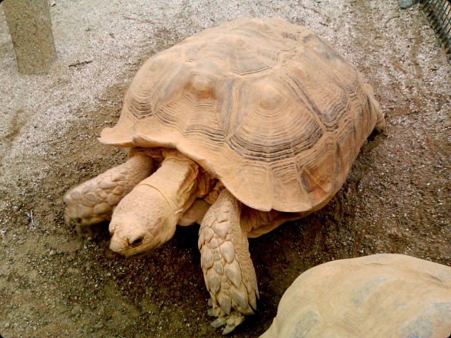 動物園 - リクガメ -