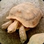 動物園 - リクガメ - (1pic)