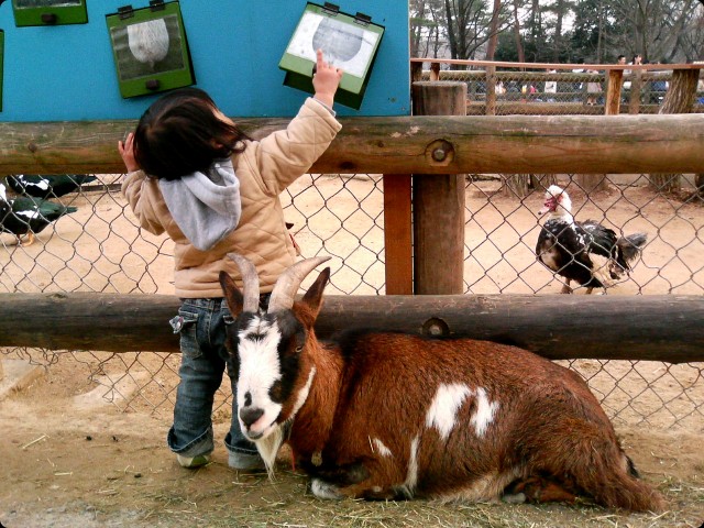 動物園 - ヤギ -