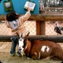 動物園 - ヤギ - (1pic)