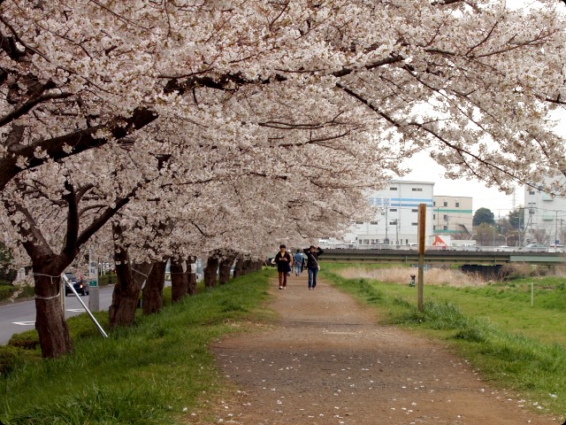 桜 さくら SAKURA vol.1-1