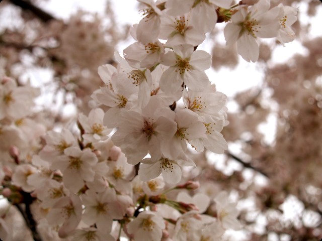 桜 さくら SAKURA vol.1-2