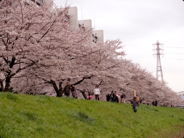 桜 さくら SAKURA vol.1-3