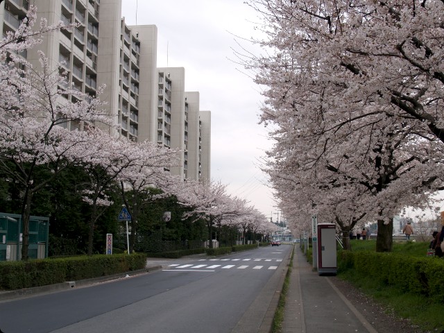 桜 さくら SAKURA vol.1-4
