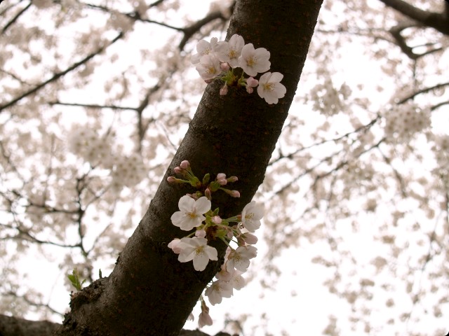 桜 さくら SAKURA vol.1-5
