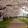 桜　さくら　SAKURA (pics)