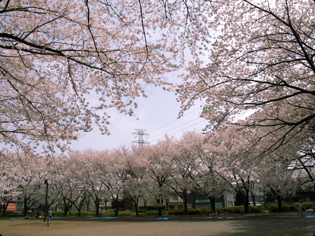 桜 さくら SAKURA Vol.2-1