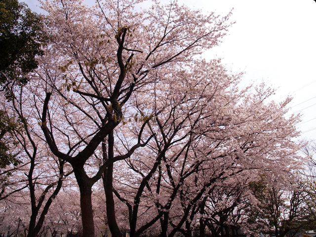 桜 さくら SAKURA Vol.2-2