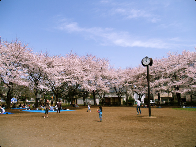 桜 さくら SAKURA Vol.2-3
