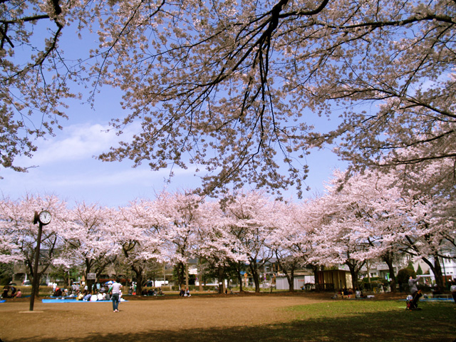 桜 さくら SAKURA Vol.2-4