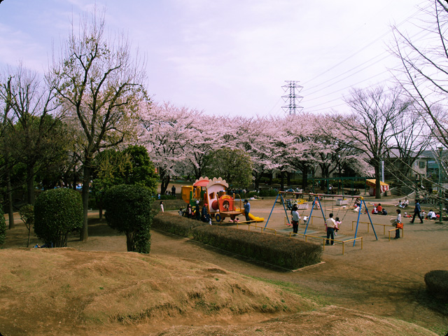 桜 さくら SAKURA Vol.2-5