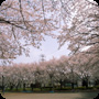 桜　さくら　SAKURA Vol.2 (5pics)