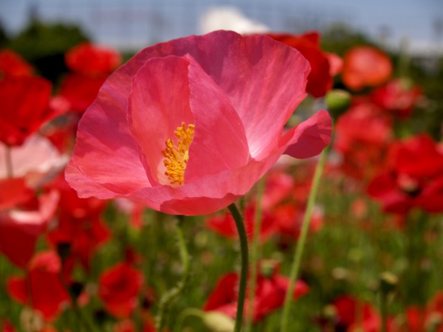 葛西臨海公園1