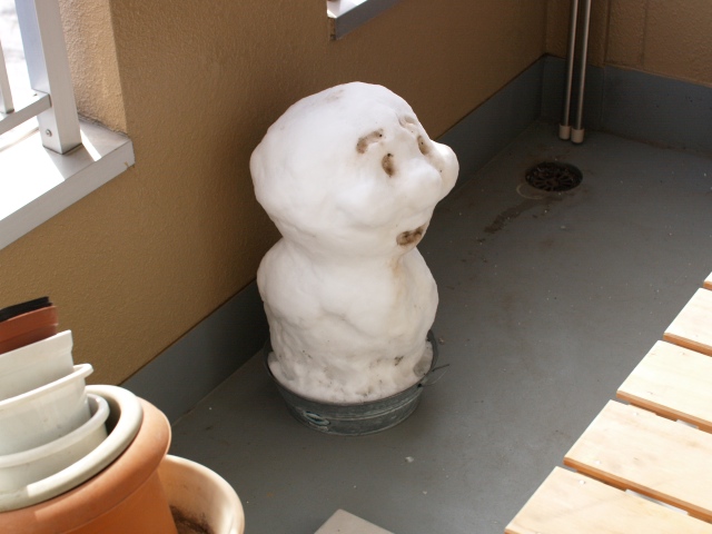 本当に我が家のベランダに