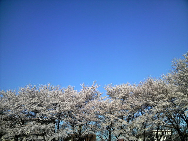 ふらっとお花見2008 04