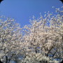ふらっとお花見2008