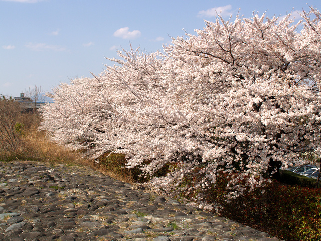 桜1