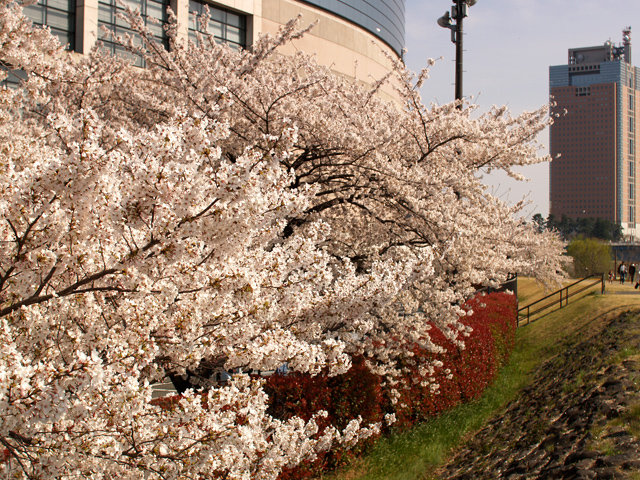 桜2