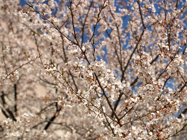 桜3