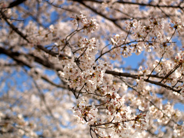 桜4