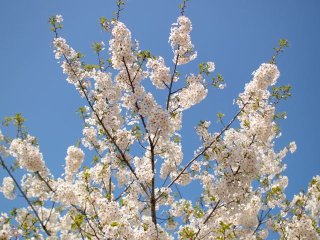桜5