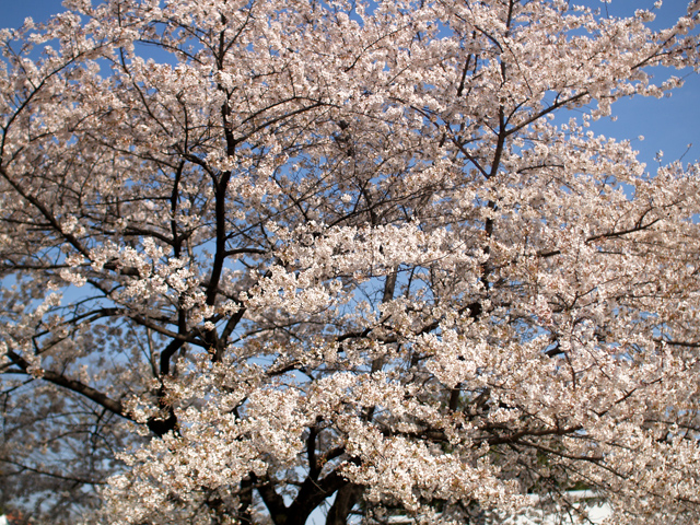 桜6