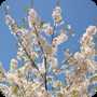 全国都市緑化ぐんまフェア：その１（桜編前半）