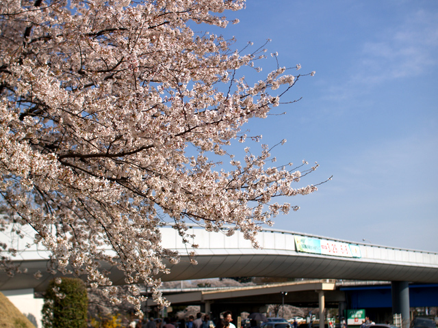 桜1