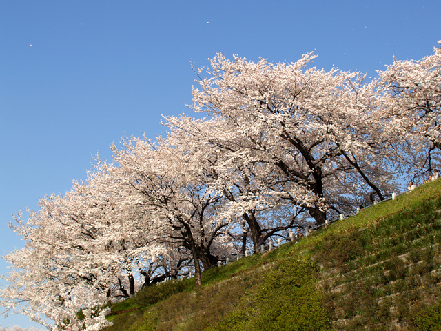 桜2