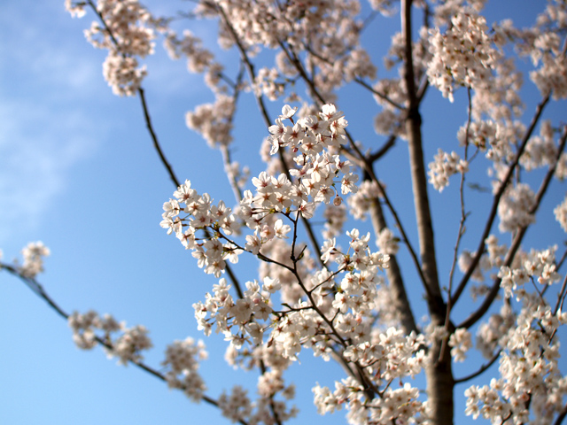 桜3