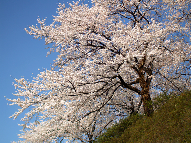 桜4