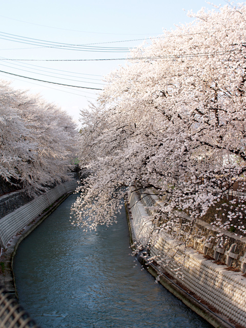 桜5