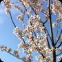 全国都市緑化ぐんまフェア：その２（桜編後半）