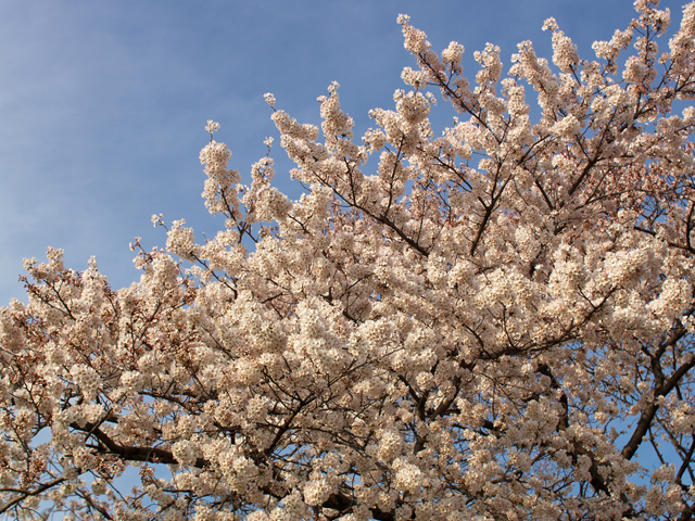 写真：お花見散歩1