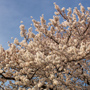 桜満開！お花見散歩2009